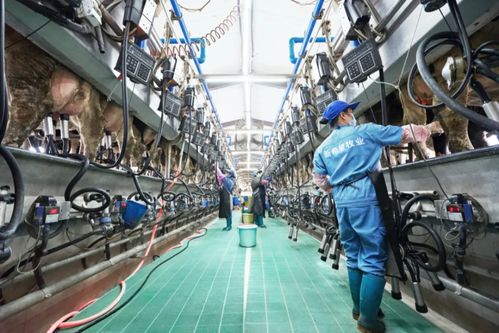 新乳业发布业绩预告 上半年收入预计同比增长超60%，数字技术服务驱动强劲增长